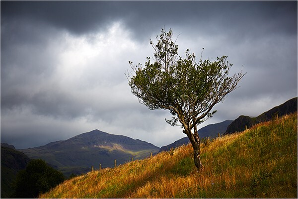 Eskdale Lone Tree - Cumbria
