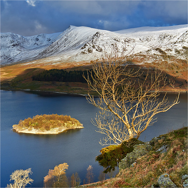 Haweswater Tree - Cumbria