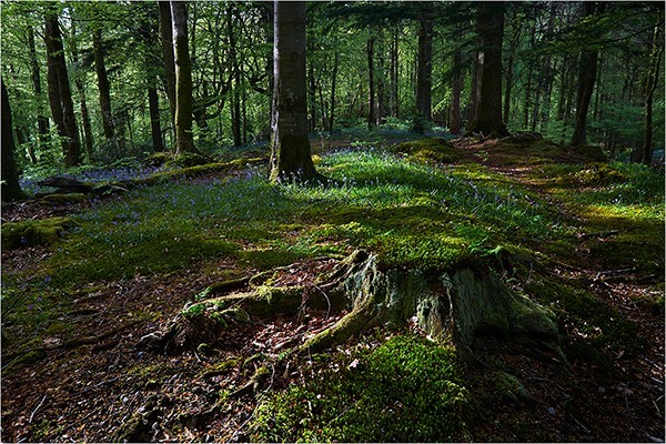 Dappled Blues - Cumbria