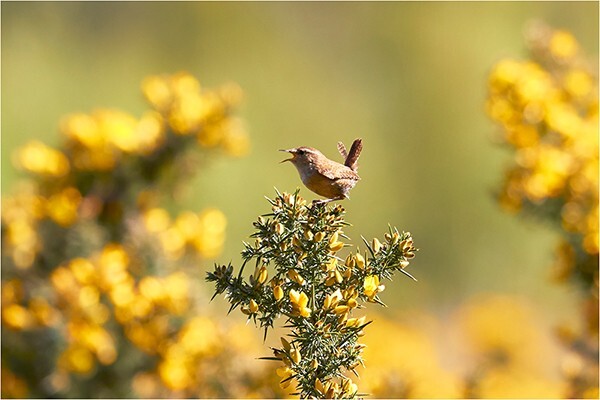 Sing a Song - Wildlife and Nature