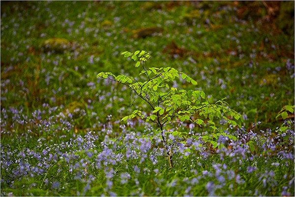 Standing Out - Cumbria
