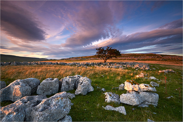 The Lone Tree - Yorkshire