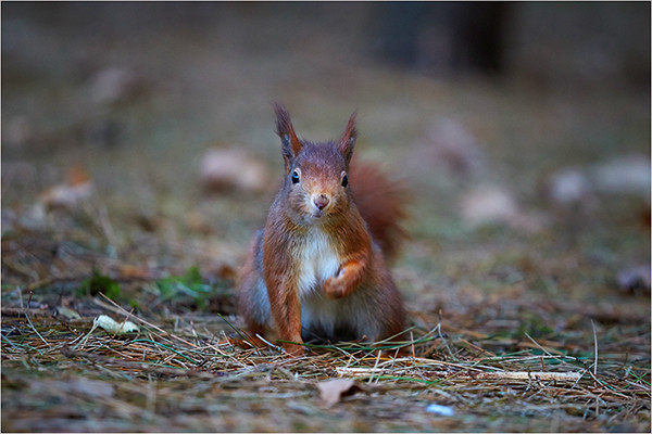 Red III - Wildlife and Nature