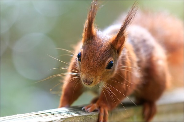 Red - Wildlife and Nature