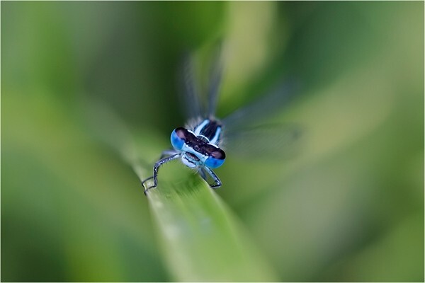 Hello! - Wildlife and Nature