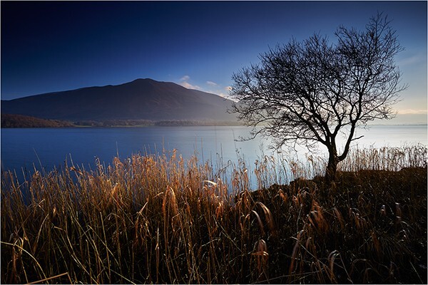 The Lone Tree - Cumbria