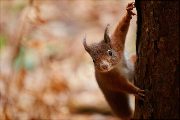 Formby Red - Wildlife and Nature