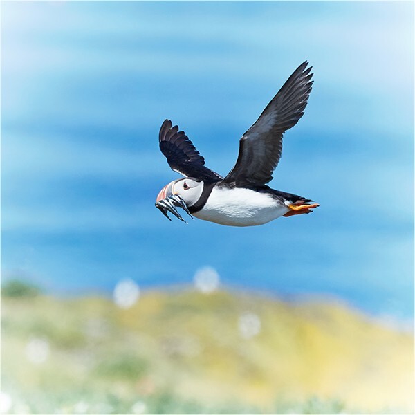 Puffin In Flight I - Wildlife and Nature
