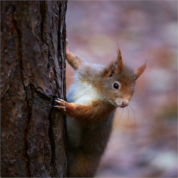 The Lookout - Wildlife and Nature