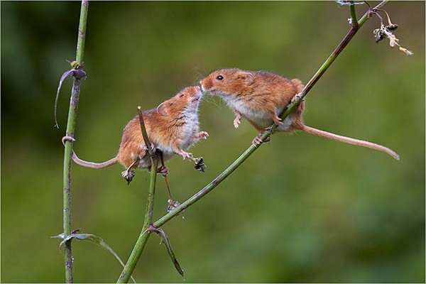 Kiss! - Wildlife and Nature
