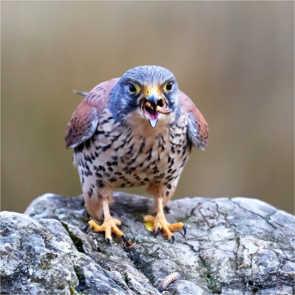 Breakfast Time - Wildlife and Nature
