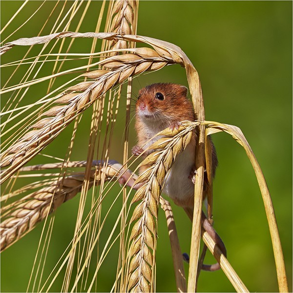 Peeking Through - Wildlife and Nature