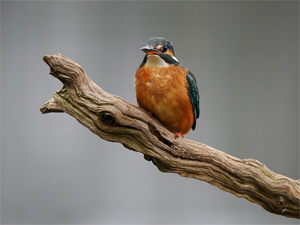 Mrs K - Wildlife and Nature