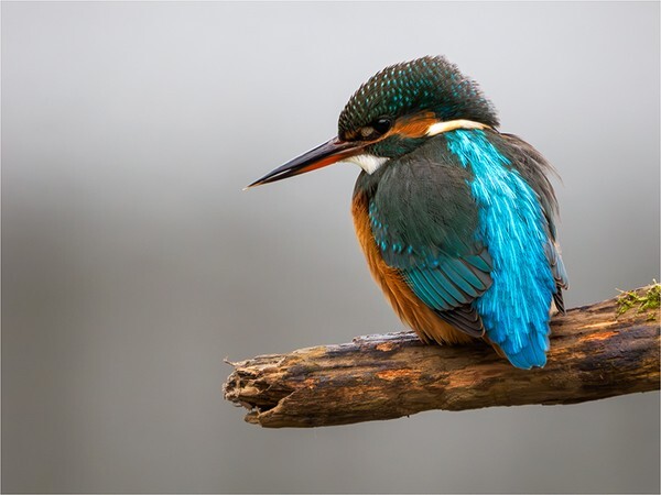 Watching - Wildlife and Nature