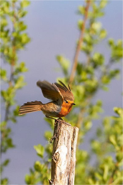 Take Off - Wildlife and Nature