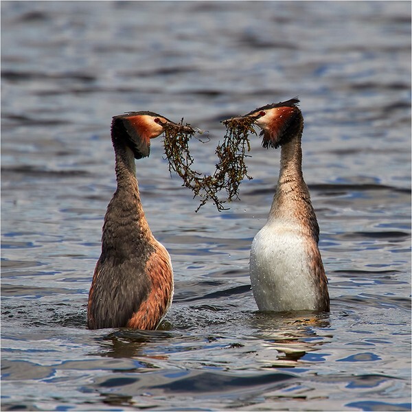 Weed Dance - Wildlife and Nature