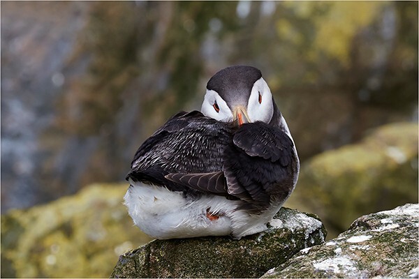 I See You - Wildlife and Nature