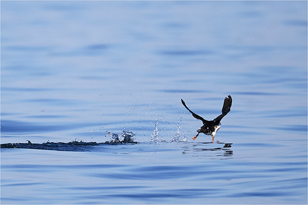 Take Off! - Wildlife and Nature
