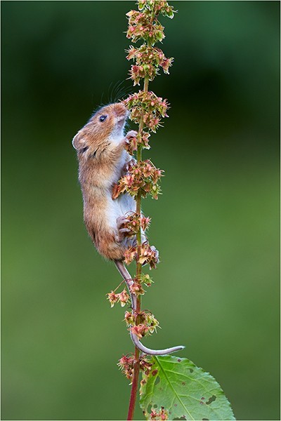 Smell the Flowers - Wildlife and Nature