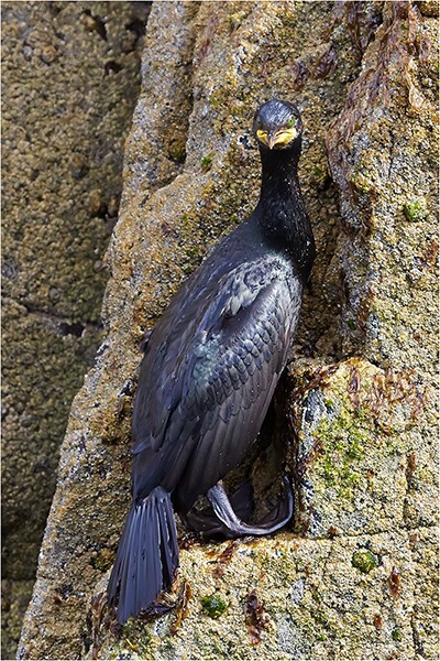 Shag on the Rocks - Wildlife and Nature