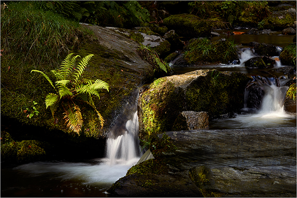 Sunlit Fern - Wales
