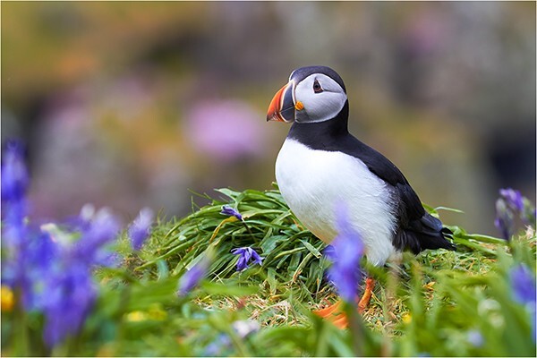 Springtime Puffin - Wildlife and Nature