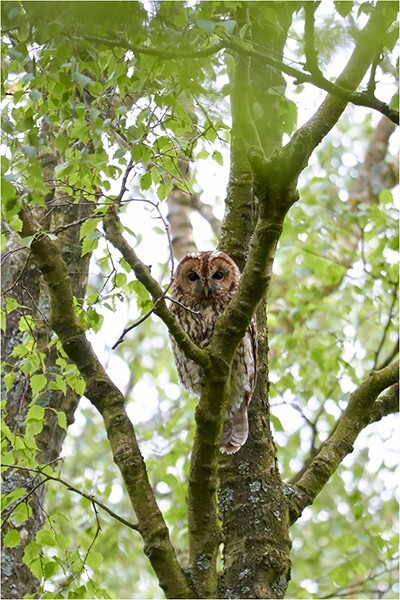 Tawny Owl - Wildlife and Nature