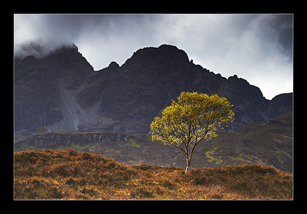 The Wee Tree - Isle of Skye