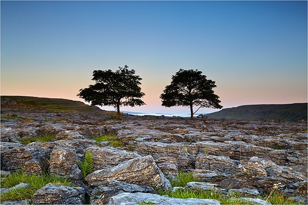 Two Trees - Yorkshire