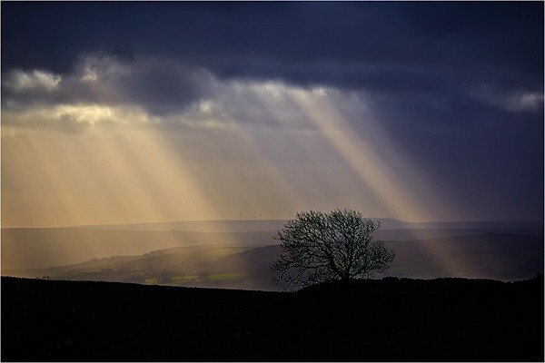 Rays and Tree - Yorkshire