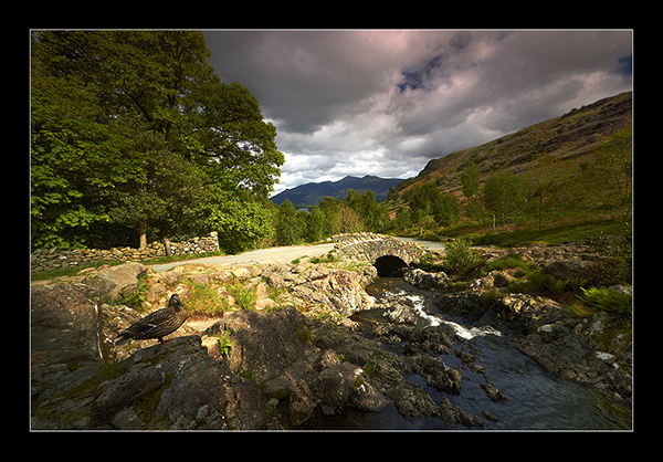 Duck! - Cumbria