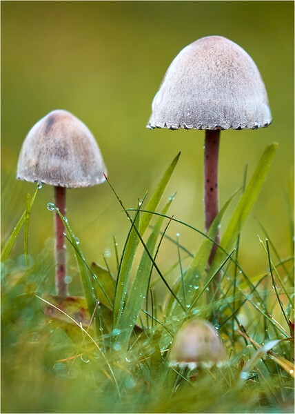 Three - Wildlife and Nature