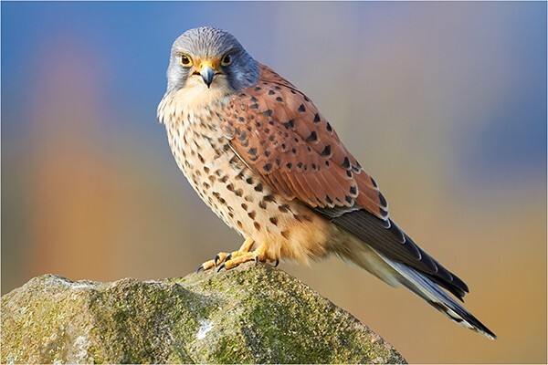 Eye To Eye Contact - Wildlife and Nature
