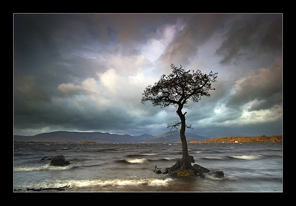 The Tree - Mainland Scotland