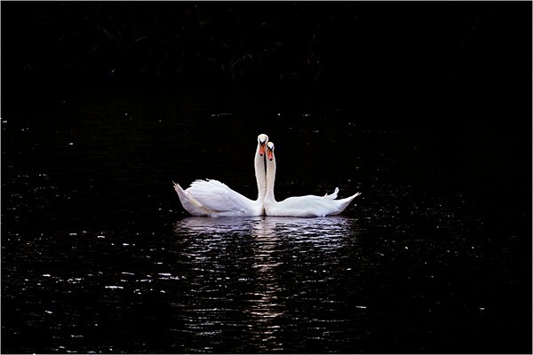 Take Two - Wildlife and Nature