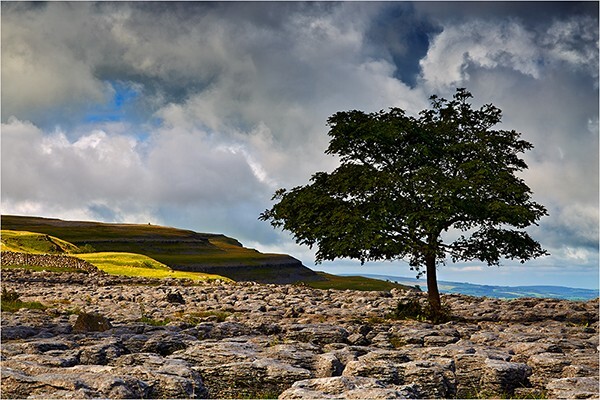 Tree and Light - Yorkshire