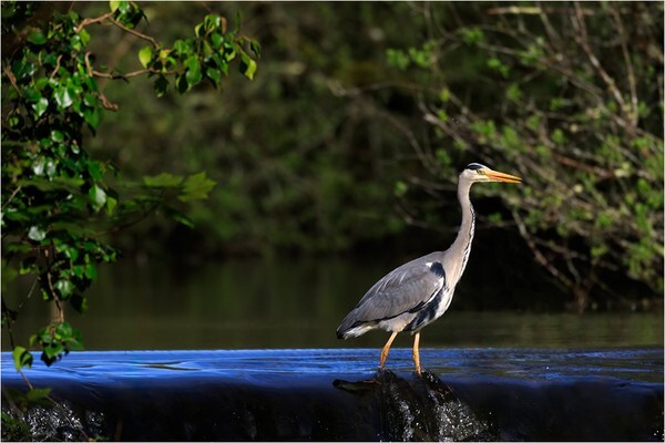 Gone Fishing - Wildlife and Nature
