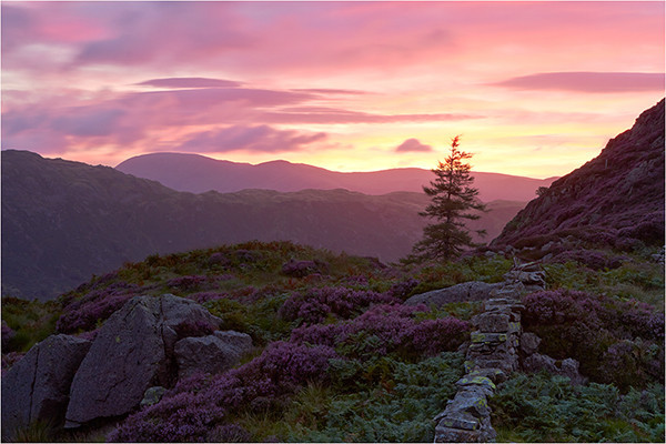 Purple Haze - Cumbria