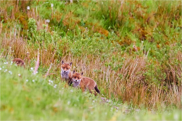 Two - Wildlife and Nature