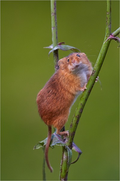 Did someone say Cheese? - Wildlife and Nature