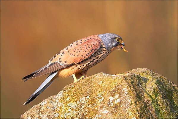 Down In One - Wildlife and Nature