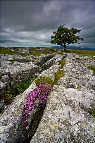 Winskill Pinks - Yorkshire