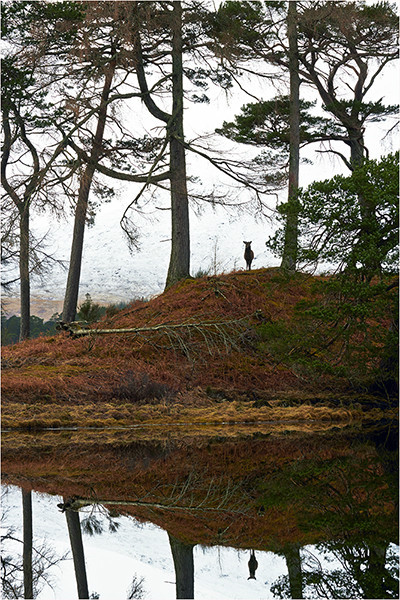 Two Deer! - Mainland Scotland