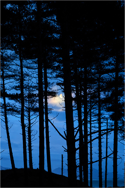 Through the Trees - Wales