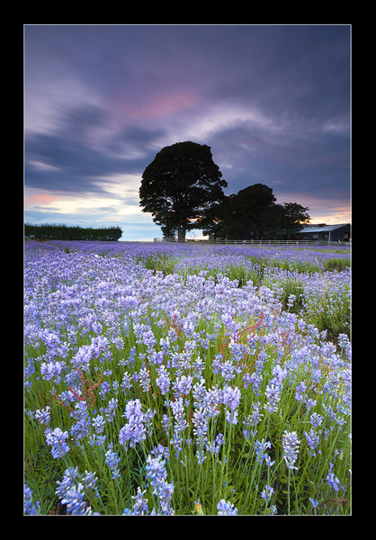 Lavender Blues - North West England