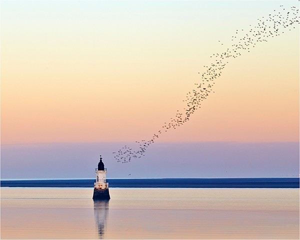 Plover Murmuration - North West England