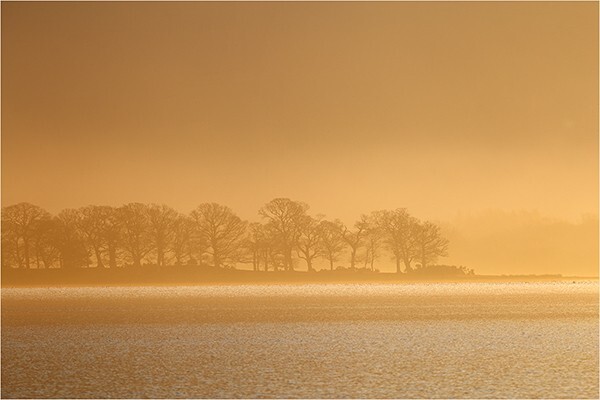 Bassenthwaite Trees - Cumbria