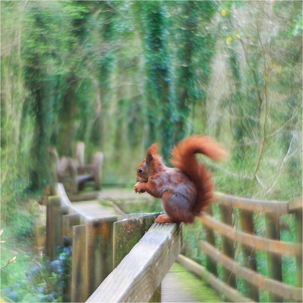 Swirly Red - Wildlife and Nature