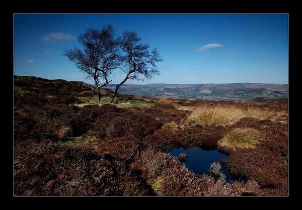 Single Lone Tree - Derbyshire