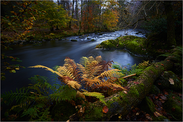 Autumnal Tones - Cumbria